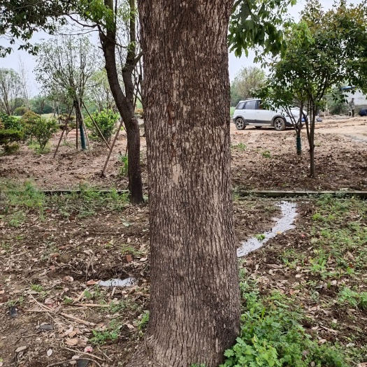 武汉 香樟树