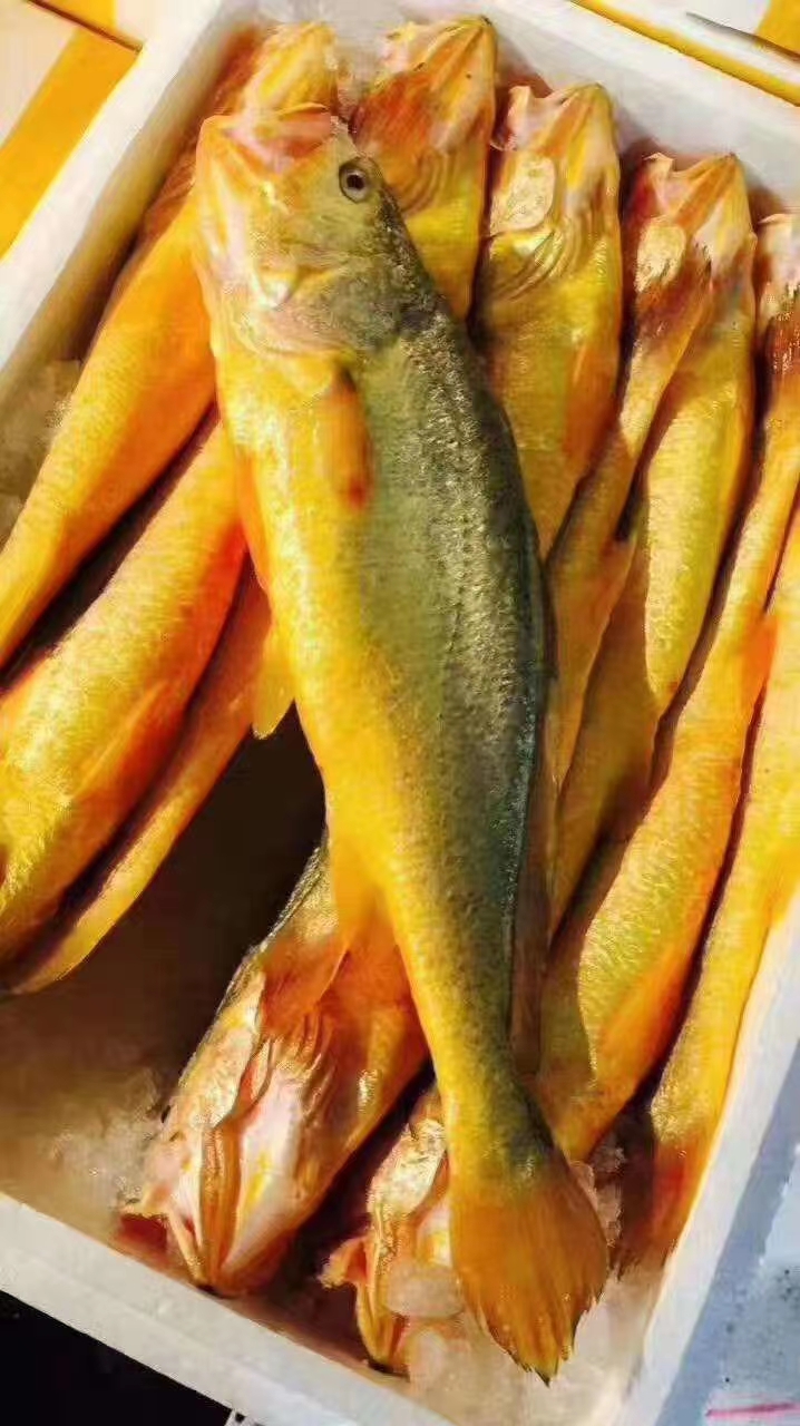 閩東謝記大黃魚