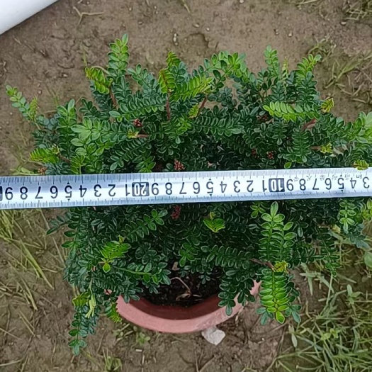 博罗县清香木 胡椒木