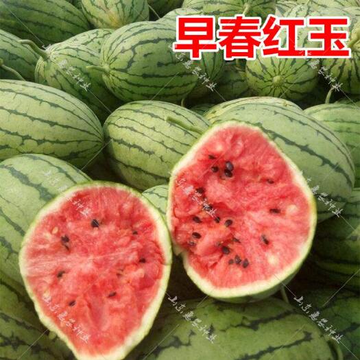 砀山县早春红玉西瓜 安徽省砀山县早春红玉