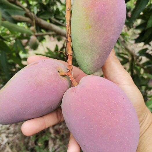 三亚 海南贵妃芒
