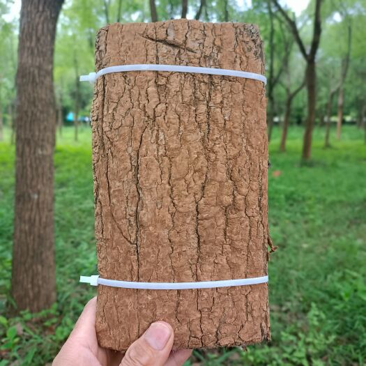 新兴县杜仲，杜仲皮，川杜仲，刮皮杜仲