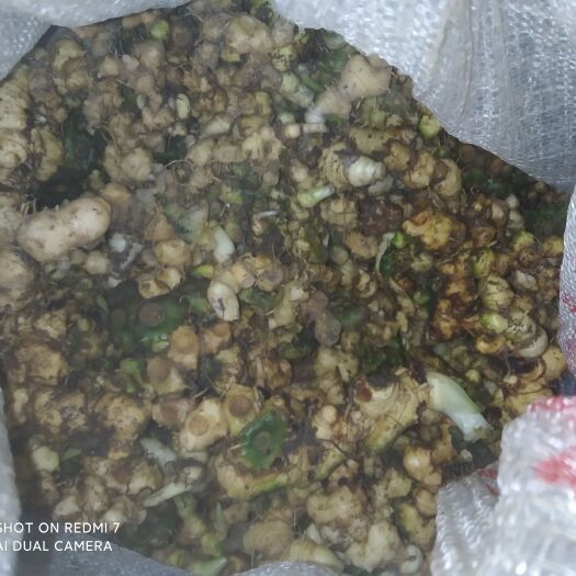 秀山黄精 鲜货 重庆市重庆市秀山土家族苗族自治县