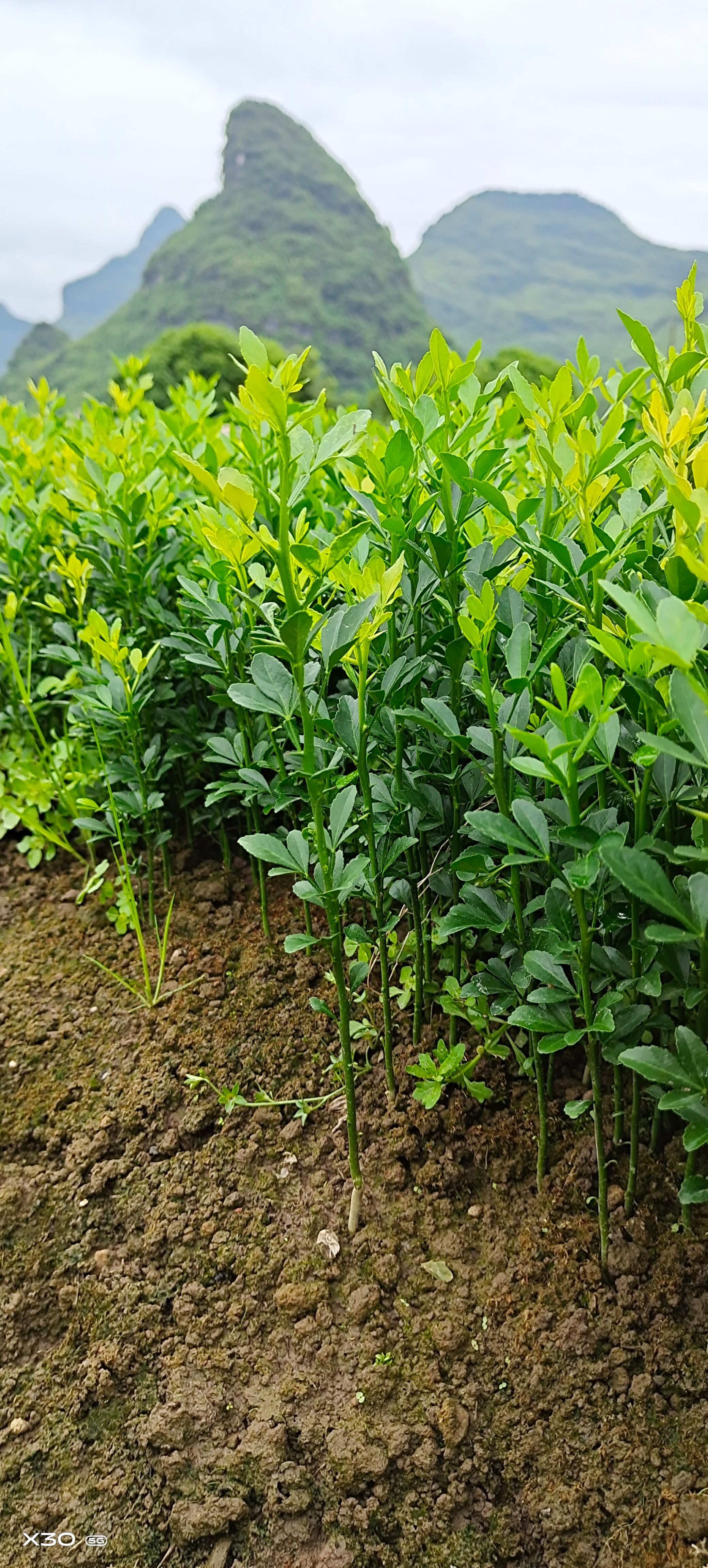 枳壳小苗  枳壳幼苗    枳壳奶苗 小枳壳苗橘桔苗 包邮