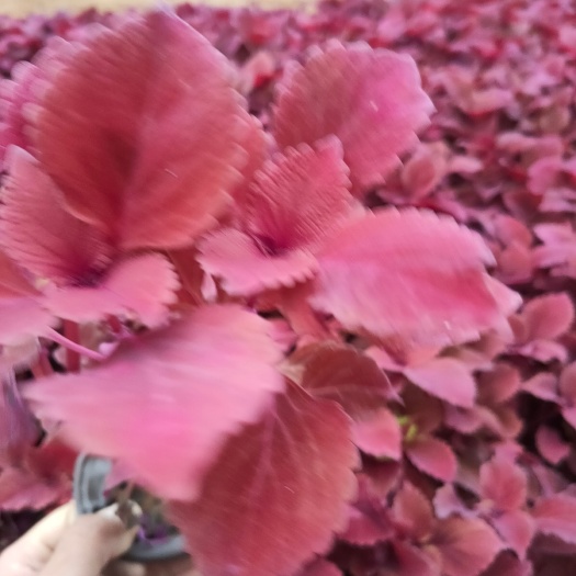 青州市 彩叶草