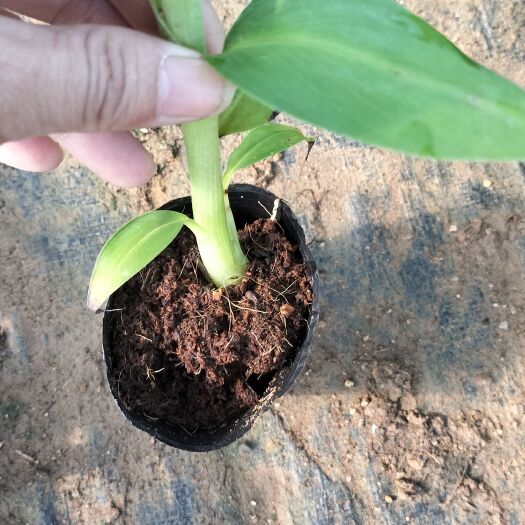 南宁香蕉苗杯苗