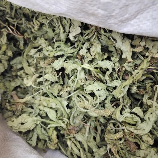 车前草当年新货饮片级颜色青绿干净