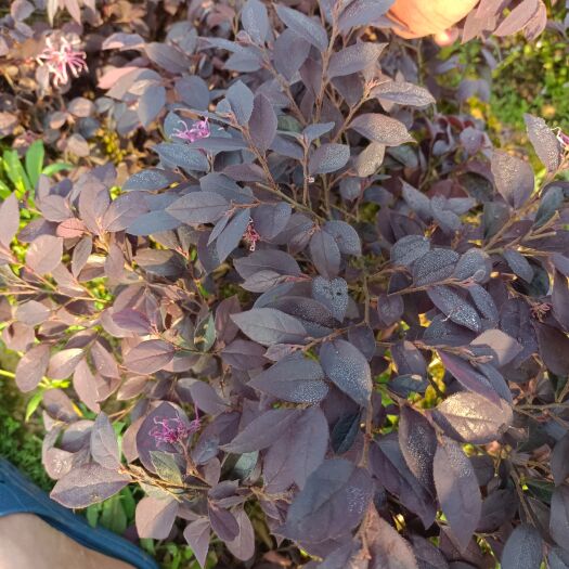 长沙县黑珍珠红继木 毛球