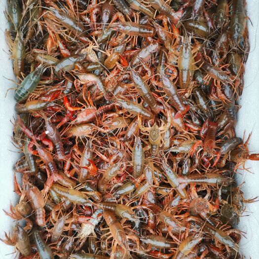 重庆市小龙虾   小虾