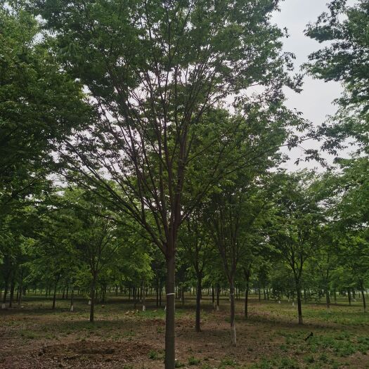 郯城县红榉 榉树