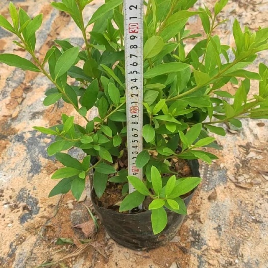 博罗县毛杜鹃