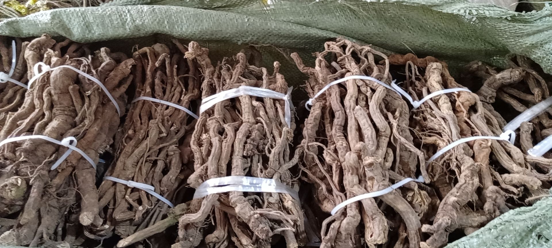 玉林金线风百解藤全根