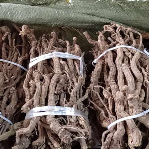 玉林金线风百解藤根部