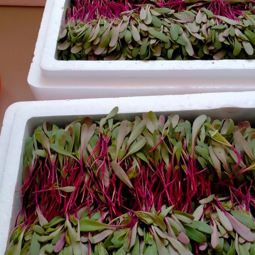 甜菜头 甜菜新鲜现摘