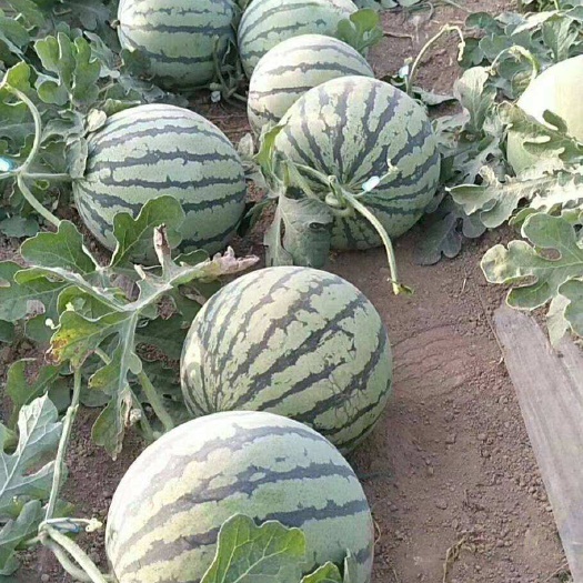 美都西瓜 嘉善县天凝镇美都8424玉果大量上市