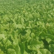 沭阳县莴笋 自种植莴苣