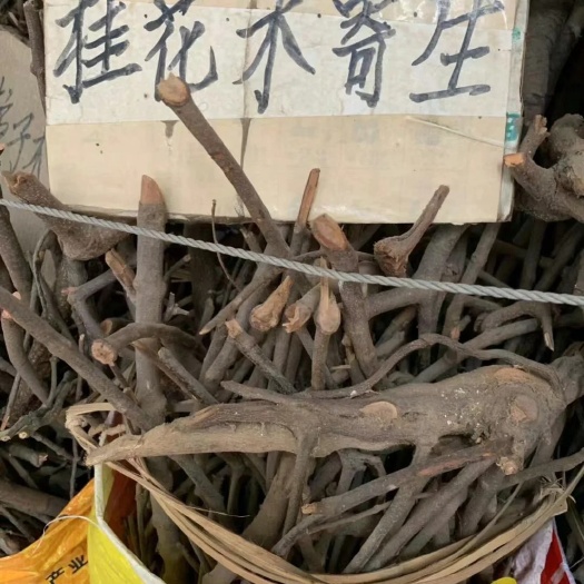 岑溪市桂花寄生