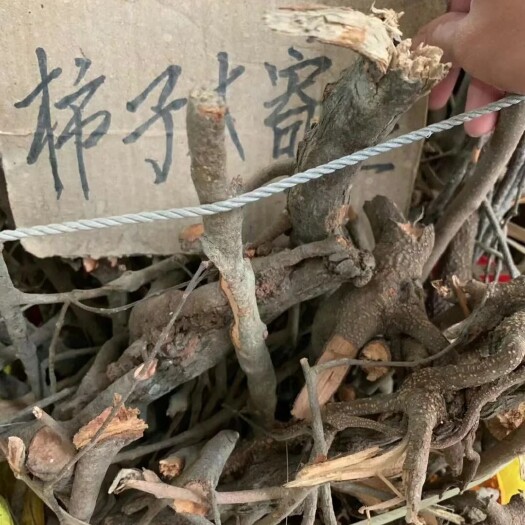 岑溪市柿子寄生