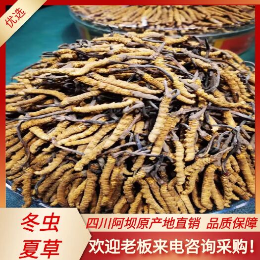 金川县冬虫夏草