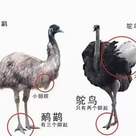 广州 非洲鸵鸟苗需要联系我
