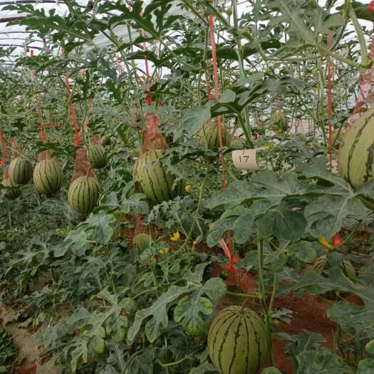 蒲城县吊西瓜 蒲城吊兰西瓜、手剥小西瓜！大量供应中
