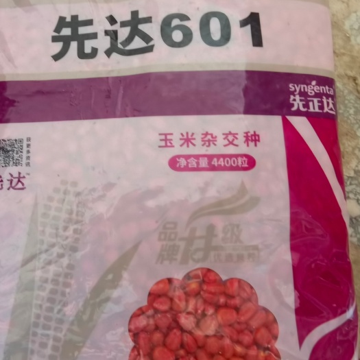 开封先达601玉米新品种耐高温矮杆杂交玉米种子抗倒抗病南方北方
