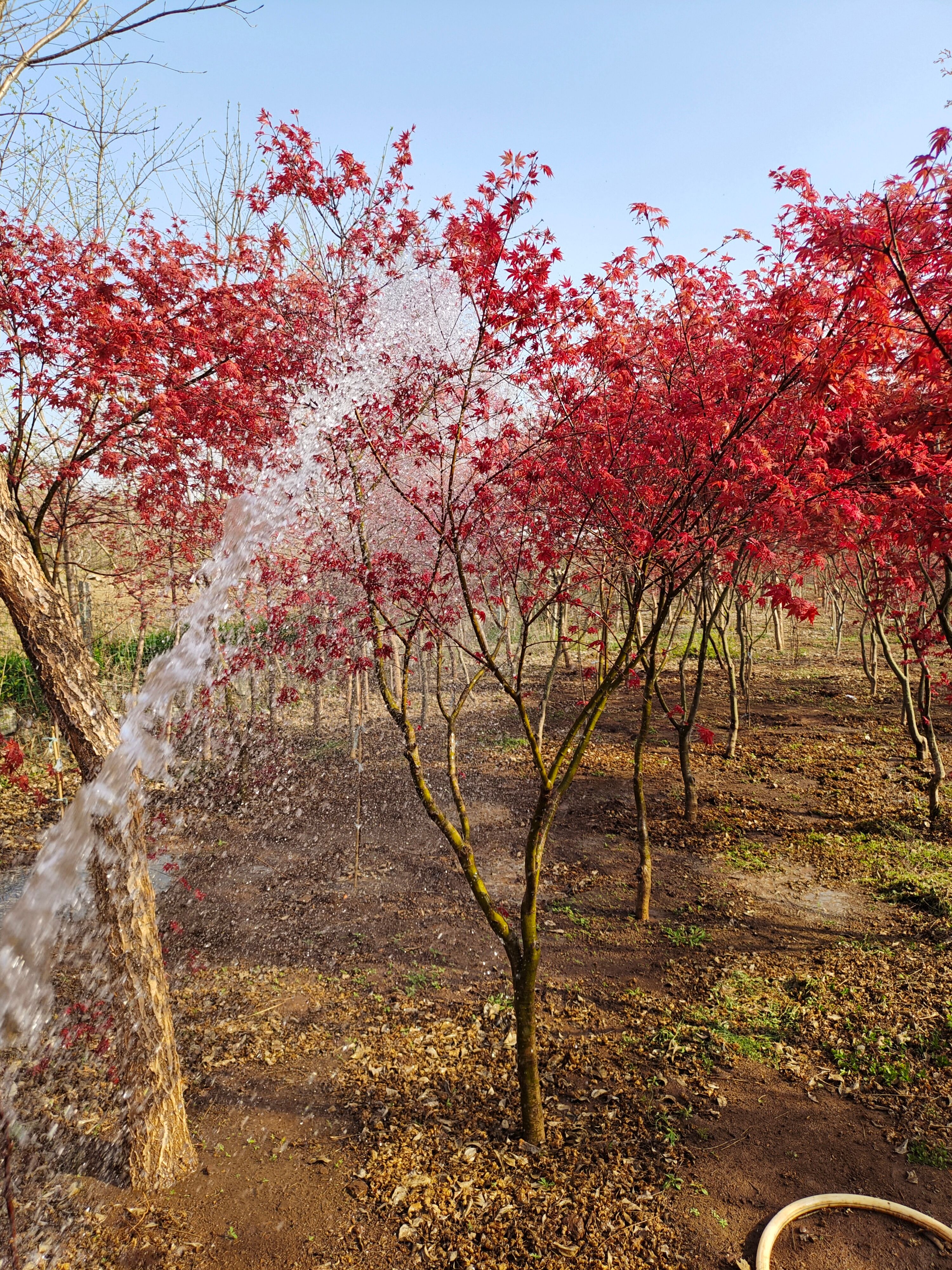 日本红枫红舞姬   农户自销日本红枫