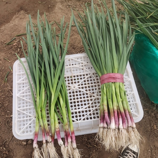 内黄县红根蒜苗  蒜苗根红苗正，叶绿，无泥土，粗细颗分类。有自己的
