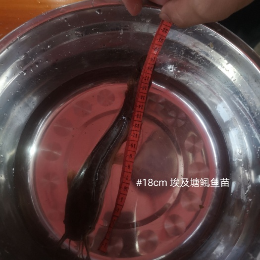 贵港埃及塘鲺鱼苗，八须大口鲶鱼，18到25CM规格