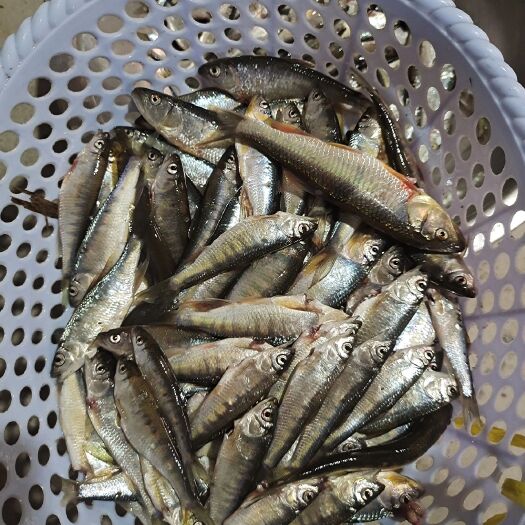 贺州 鱼干