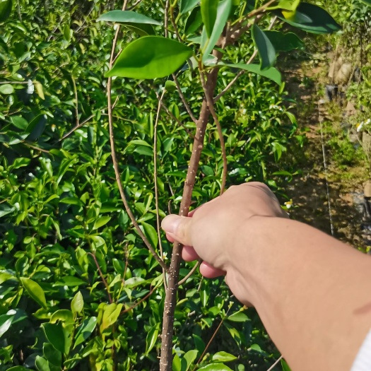 小叶榕小苗，袋苗种苗