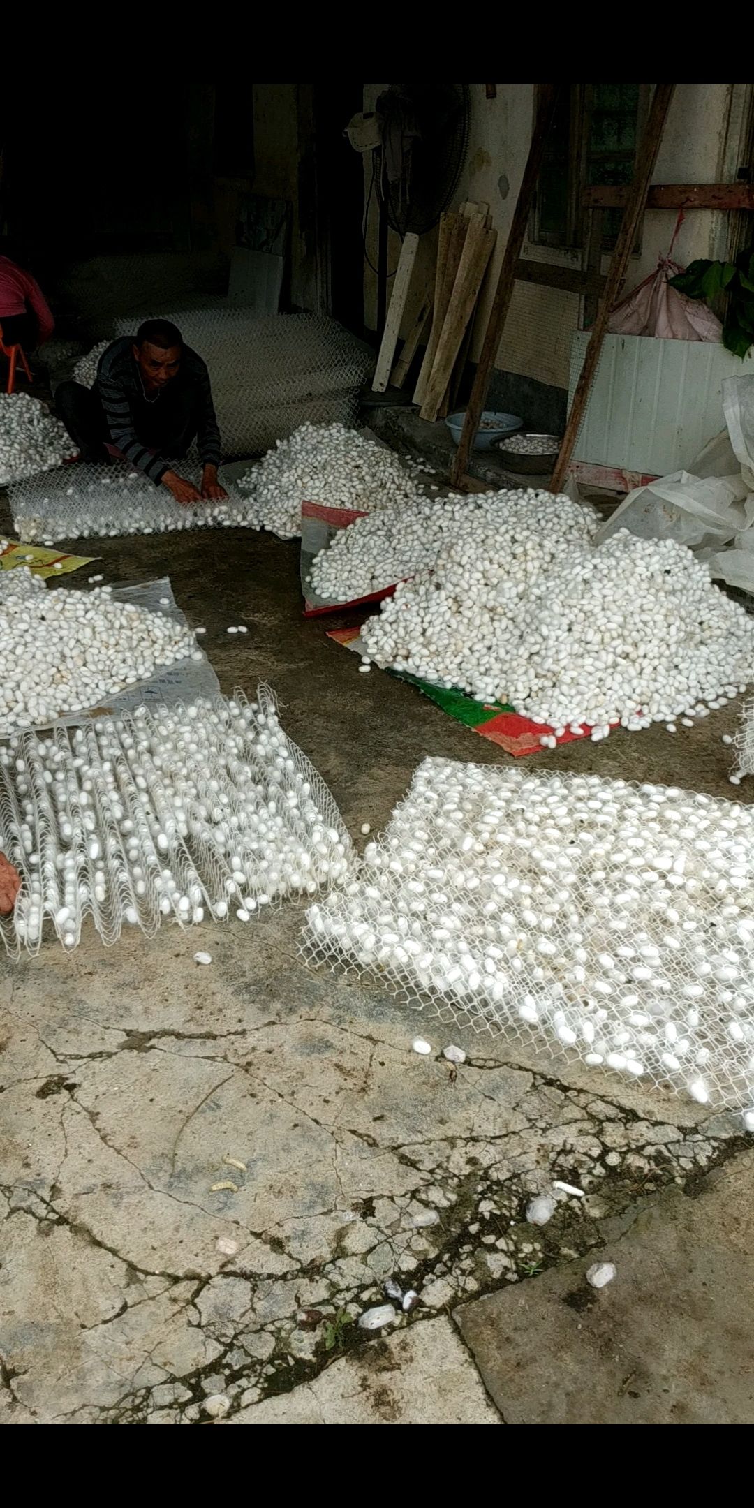 蚕茧 鲜茧