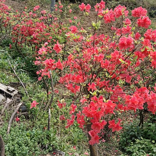 隆回县春鹃  杜鹃 映山红