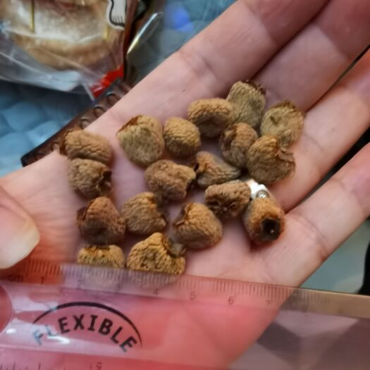 乐平市覆盆子