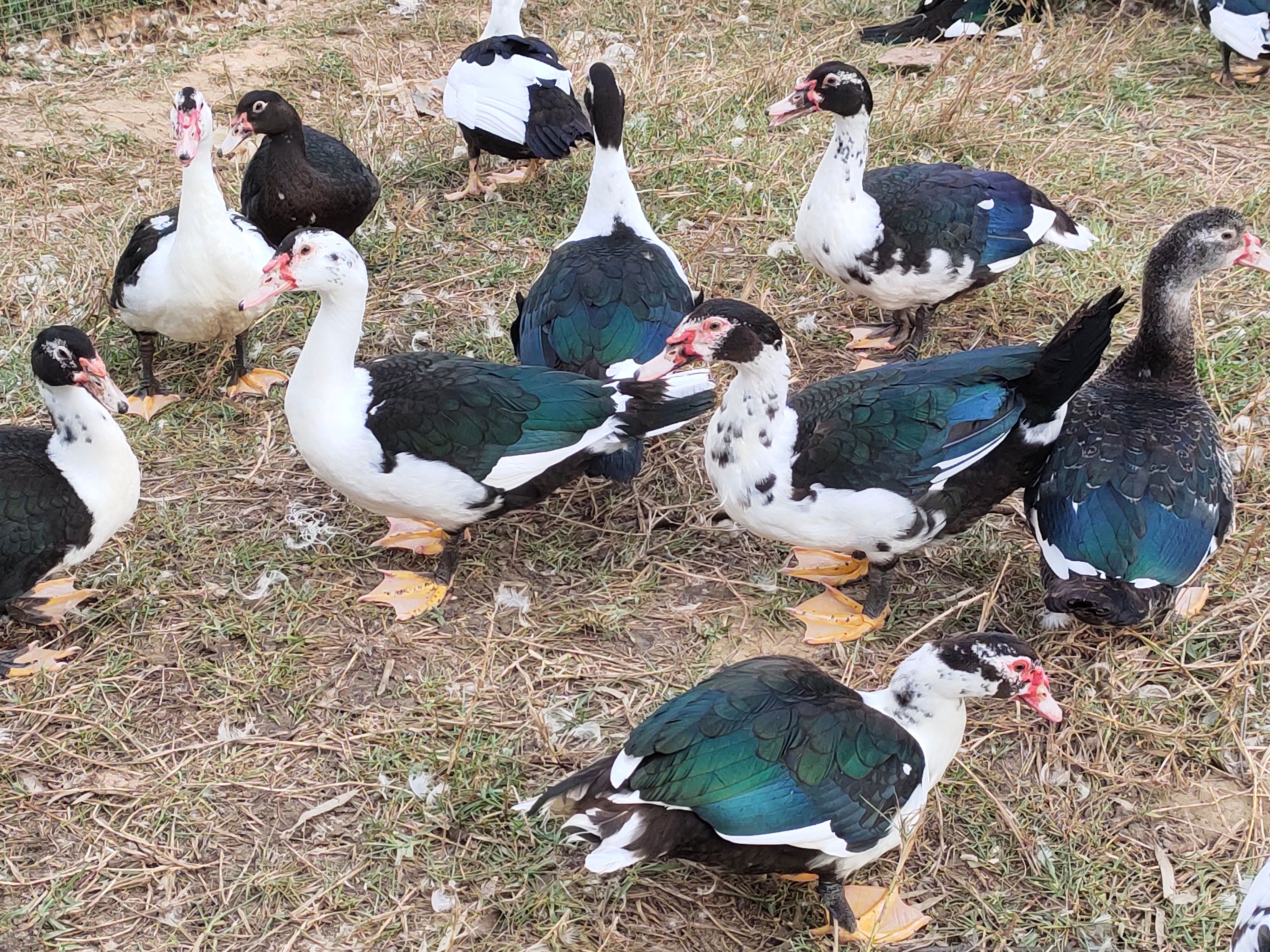 番鸭  120天左右天，均重10斤左右，鸭子毛色一级靓。