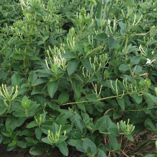 巨鹿县四季金银花苗，四季苗，小苗0.4到0.8