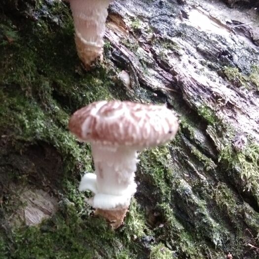 德昌县野生蘑菇