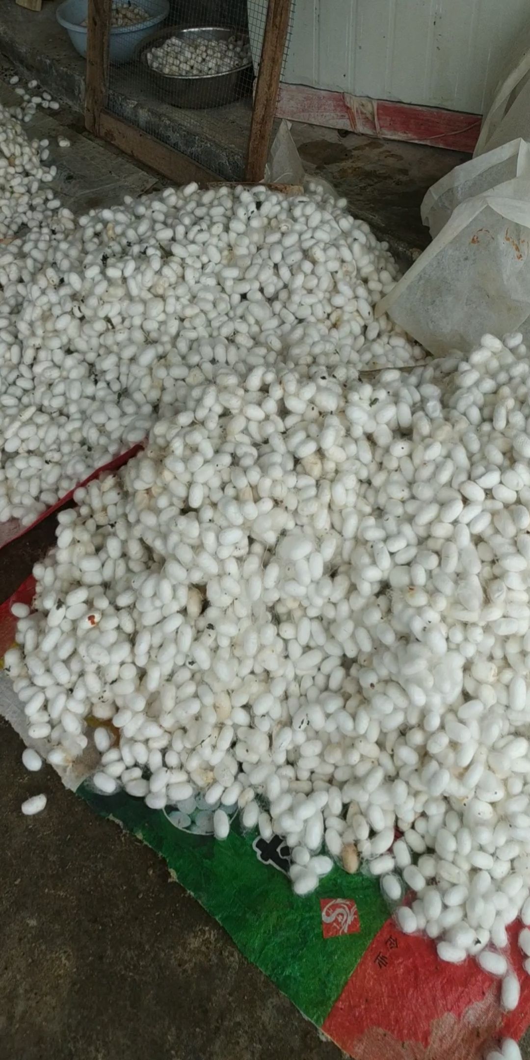 蚕茧 鲜茧