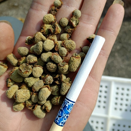 泰顺县覆盆子 统货