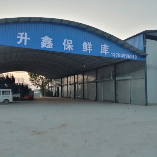 通许县 冷库货红叶莴笋高60公分左右.质量优良.货源充足 欢迎合作