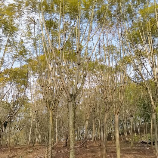 自贡蓝花楹18公分