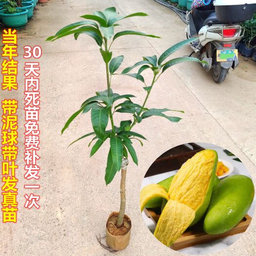 灵山县 金煌芒果苗