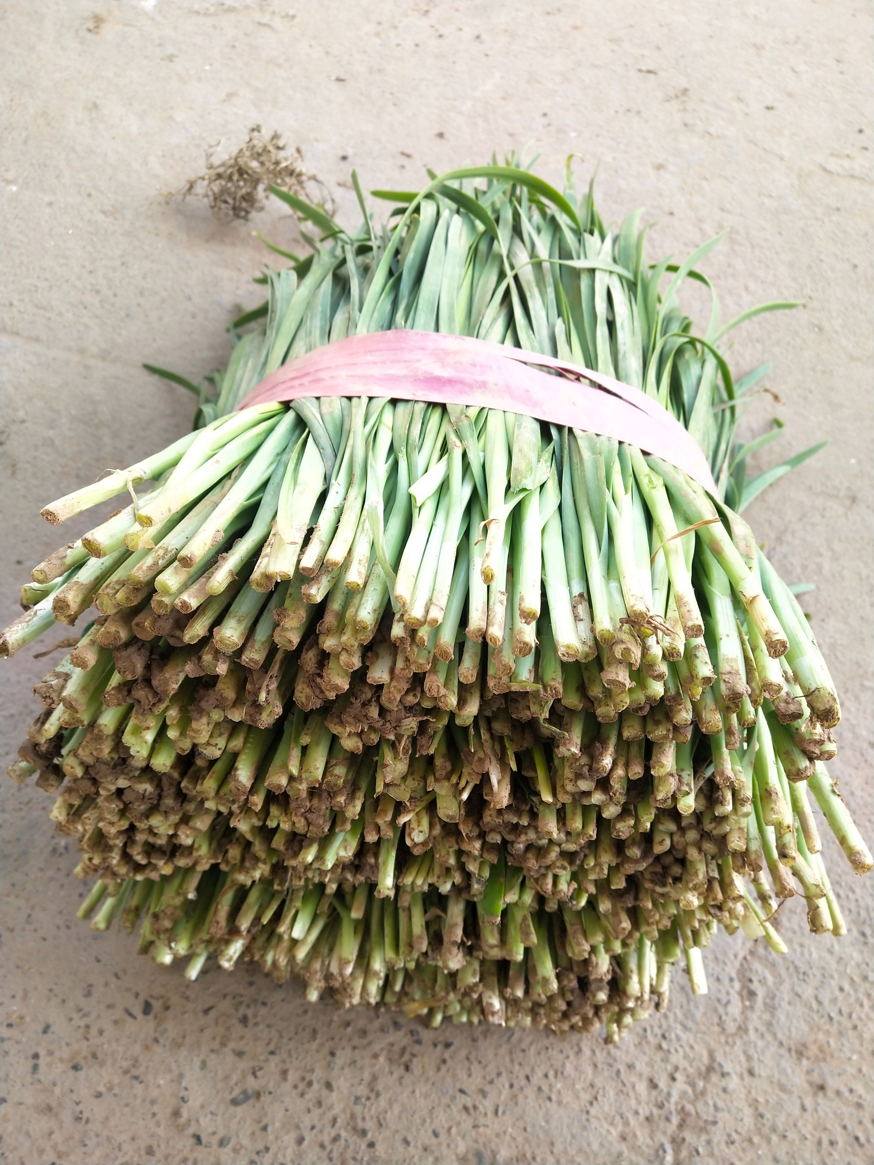 韭菜 河南汝州精品韭菜大量上市，视频看货，欢迎来电咨询