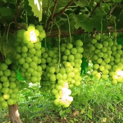 阳光玫瑰葡萄苗 果实有玫瑰香味、高糖且浓香，是葡萄界的爱马仕