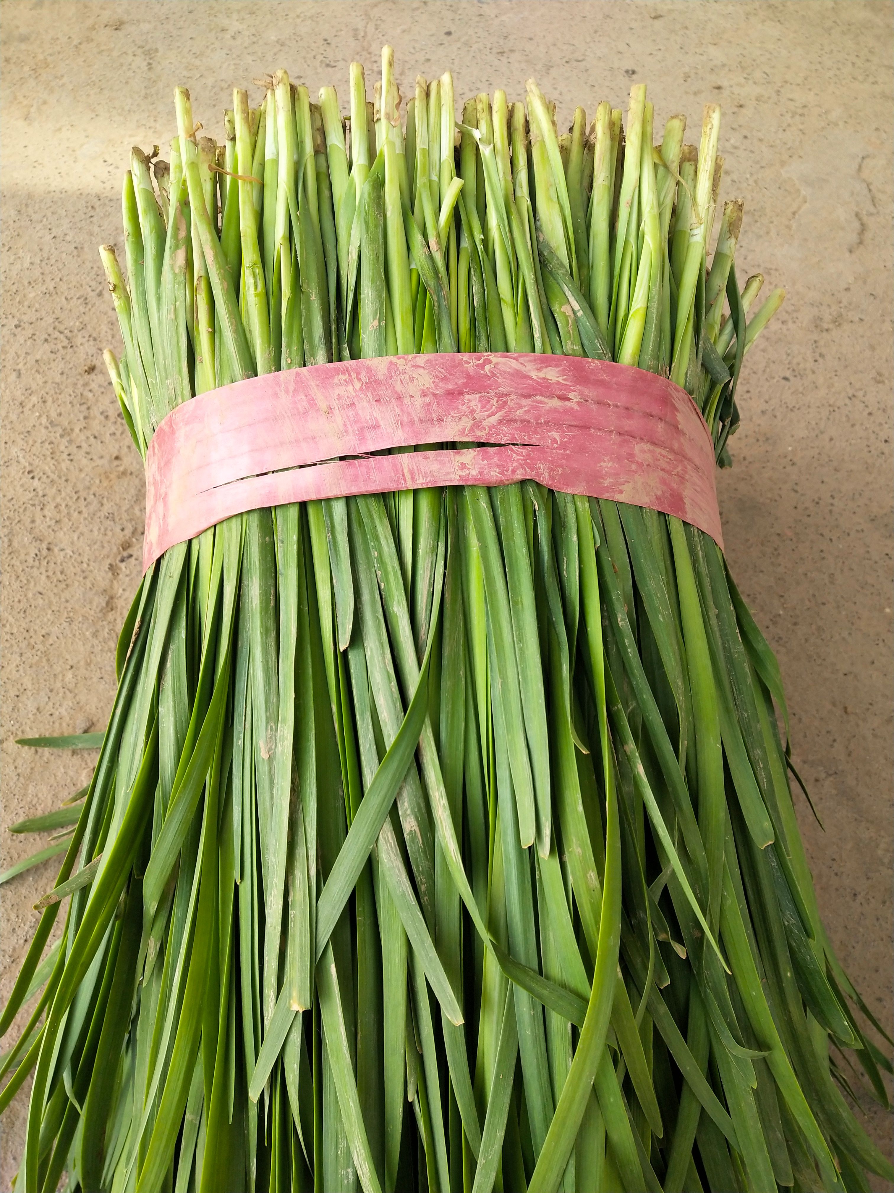 汝州市韭菜 河南汝州精品韭菜大量上市，视频看货，欢迎来电咨询