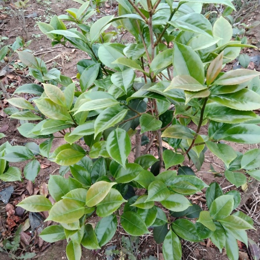 镇平县茶花树   优质茶花