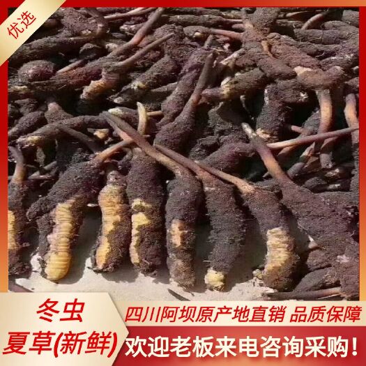 金川县冬虫夏草四川阿坝精选一手货源