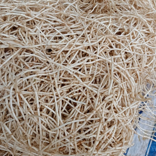 柳城县千亩鱼腥草产地直供，白，节长