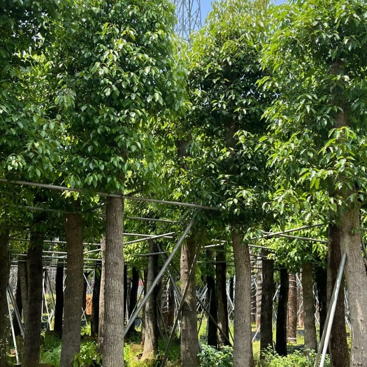 普宁市小叶樟   香樟