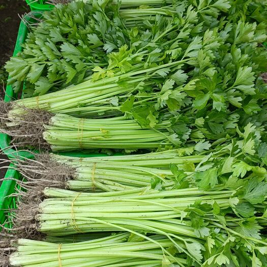 如皋市西芹 芹菜